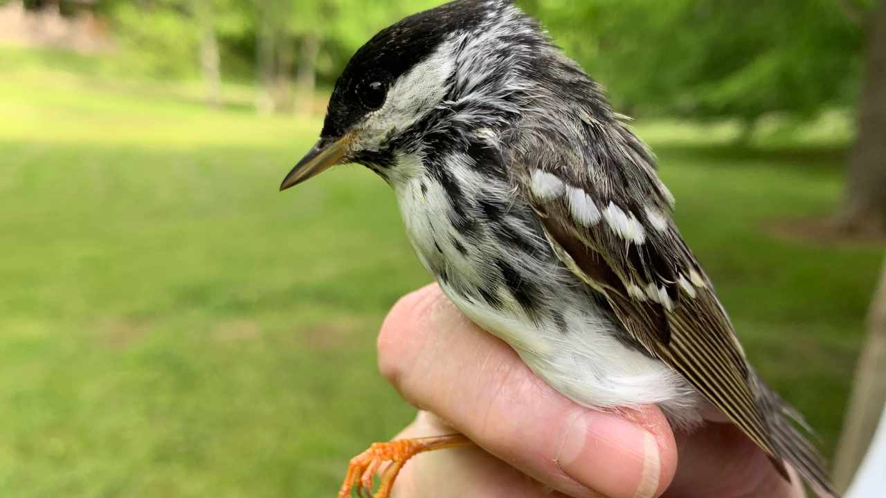 Bird in hand