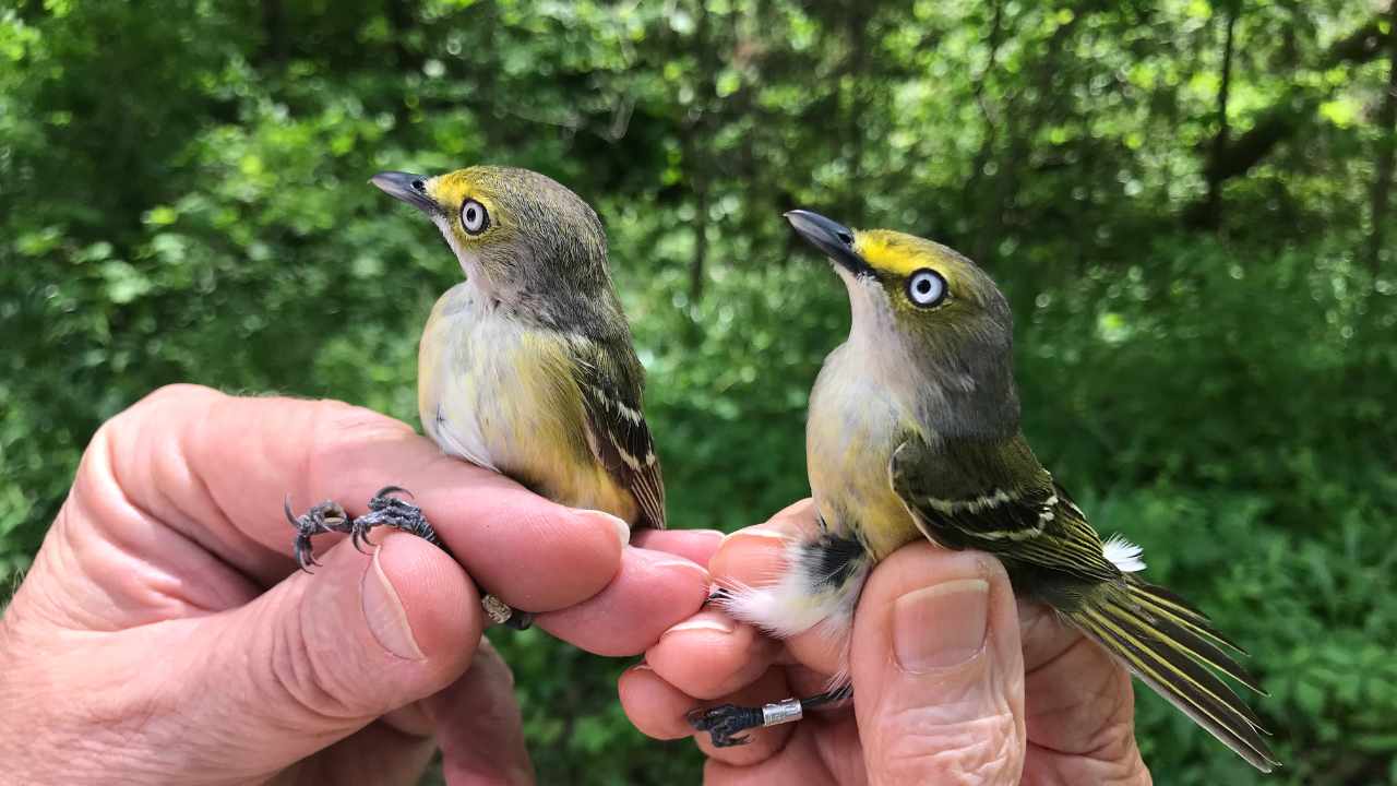 Two birds in a hand