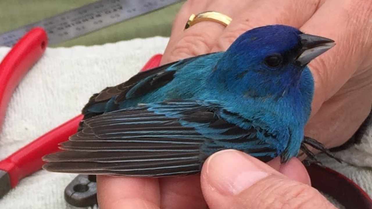 Blue colored bird in hand