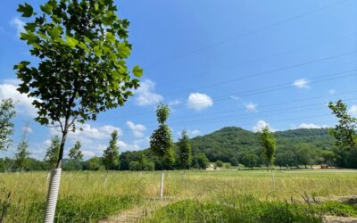 Restoration of Little Harpeth River Floodway Nears Completion