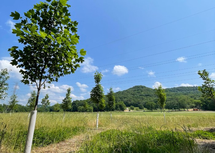 Field of newly planted trees with tree guards