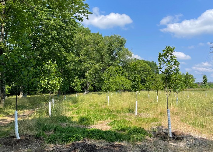 Field of newly planted trees with tree guards
