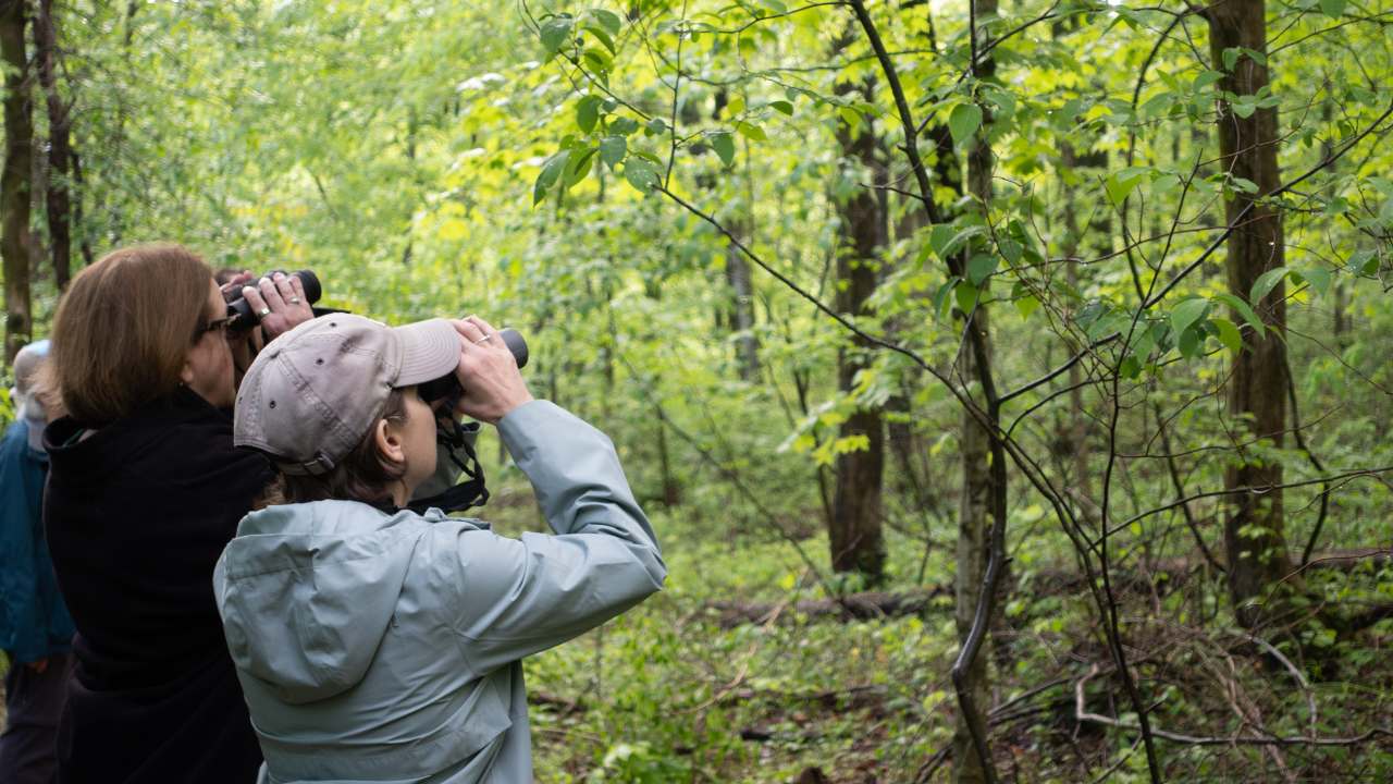 two people looking through binoculars at the forest