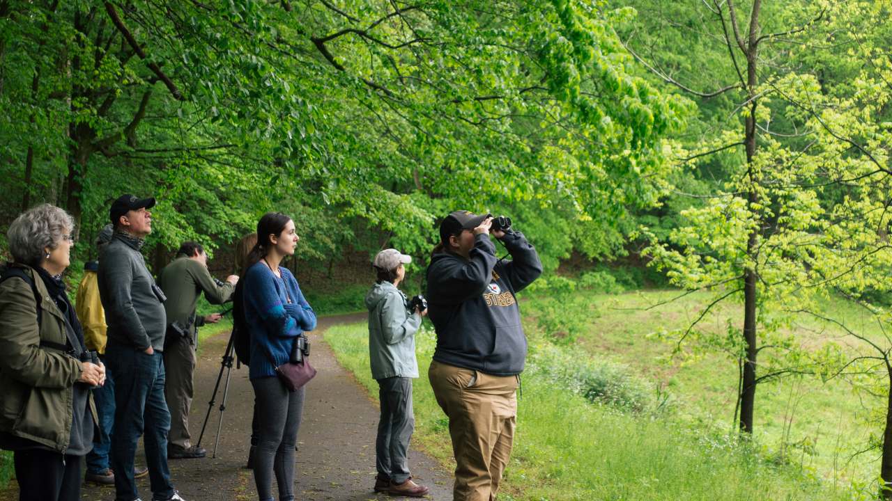 Group looking at forest with binoculars