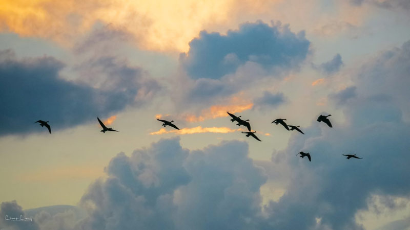Flock of geese flying in front of clouds