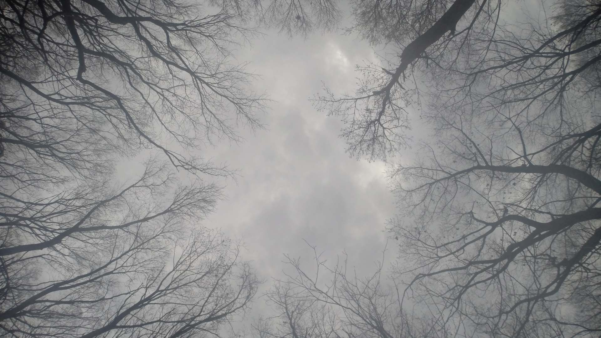 haunted-header bare trees in the fog