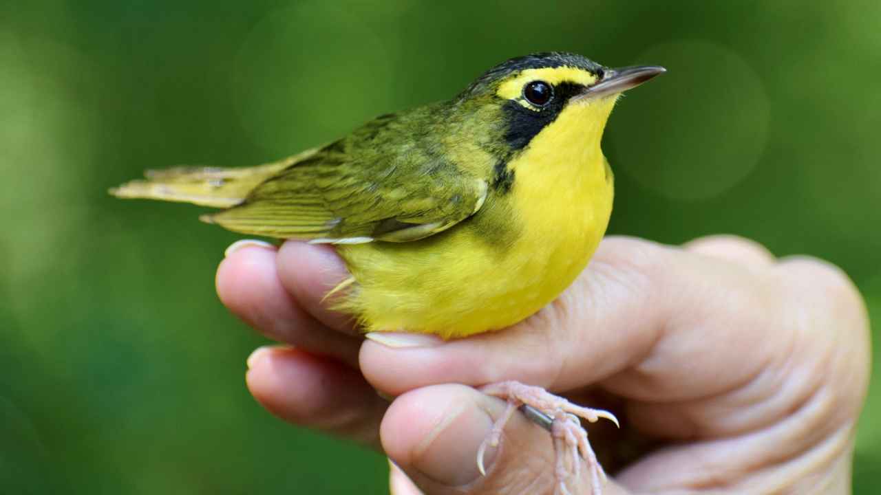 Yellow bird sitting perched on a hand.