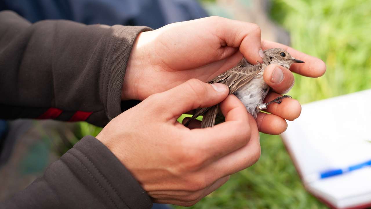 Small brown bird being banded