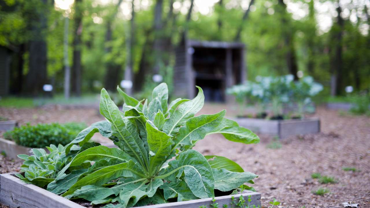 leafy plant in garden