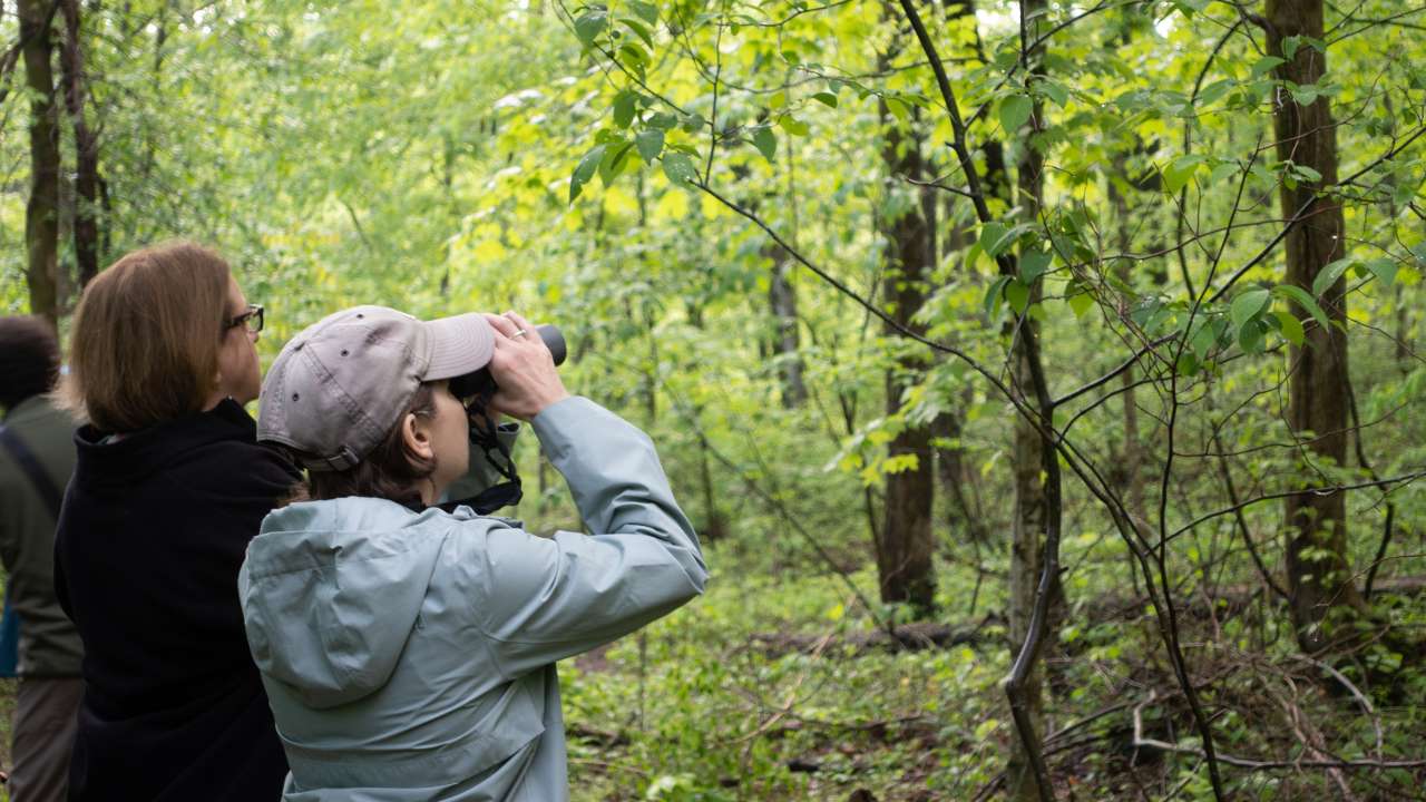 Observing birds through binoculars.