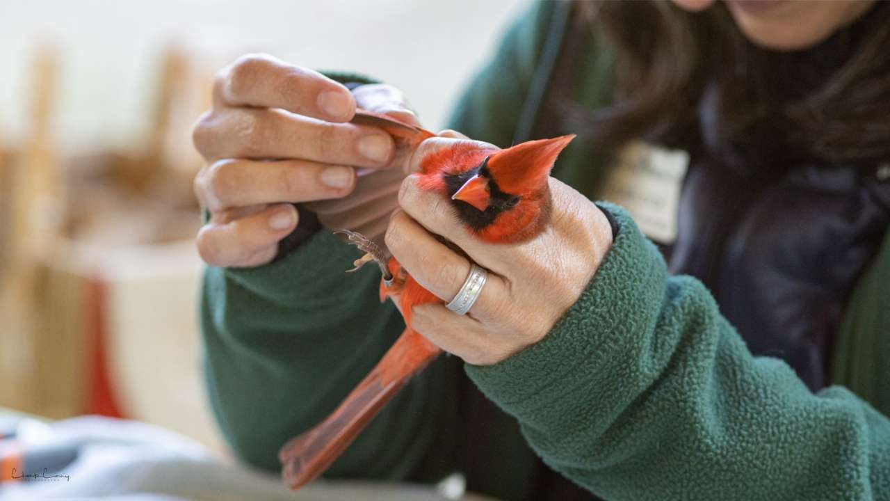 Naturalist holding a red cardinal