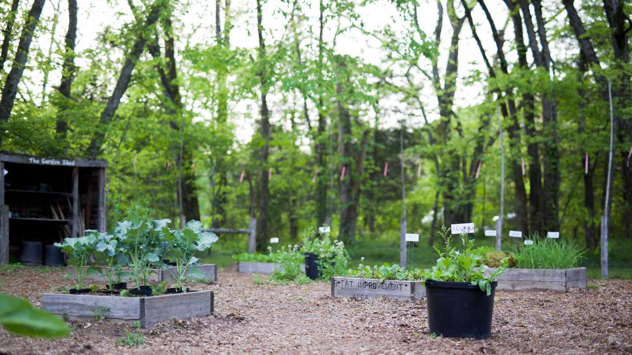 summer garden landscape
