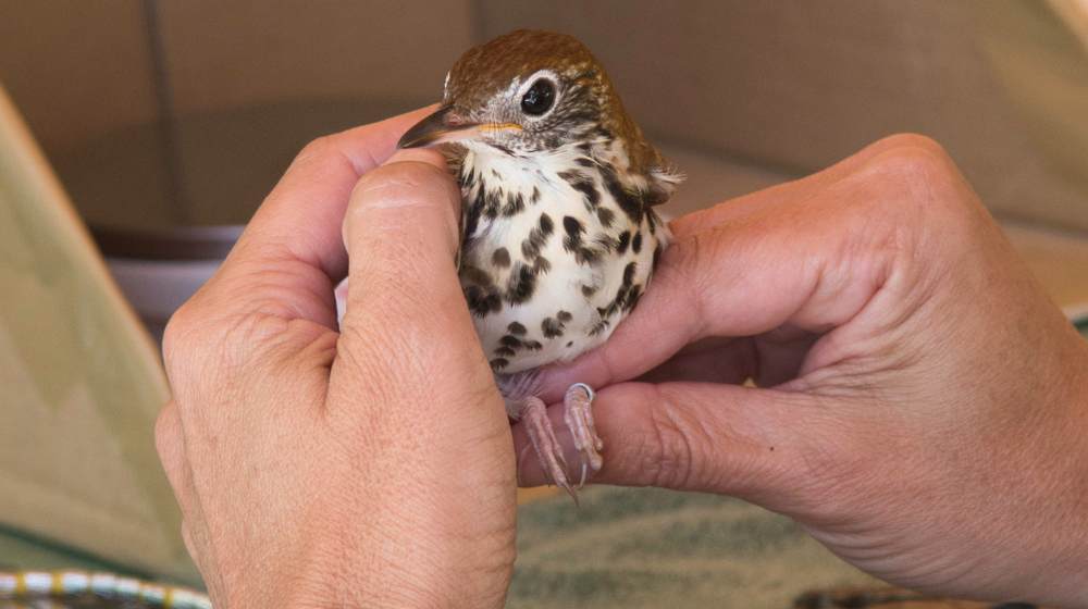 Hemispheric Avian Research: Radio-tagging Wood Thrush Through Motus