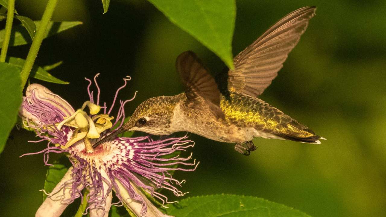 Hummingbird feeding from a purple flower.