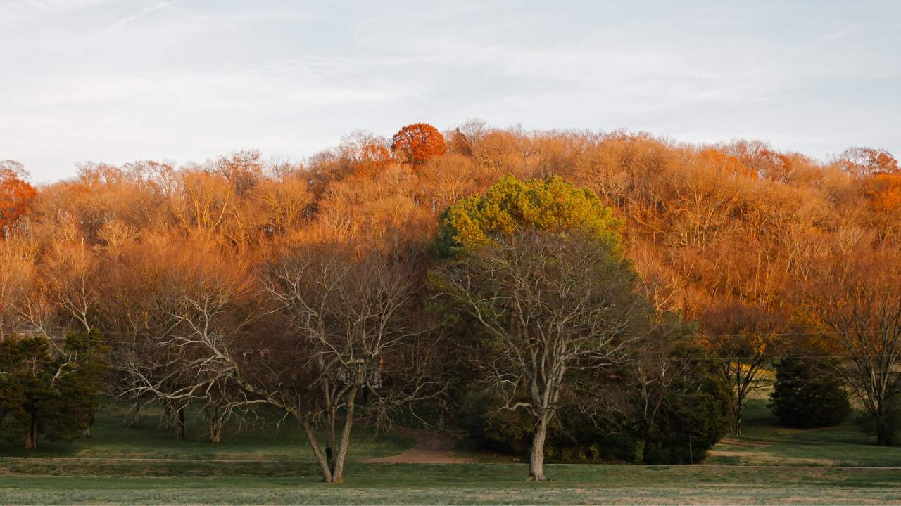 Fall orange and red trees