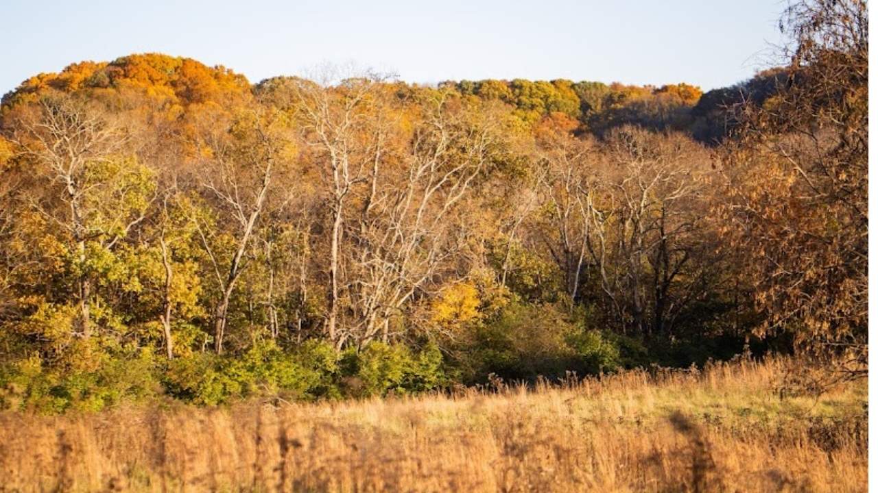 orange red and brown fall tree landscape