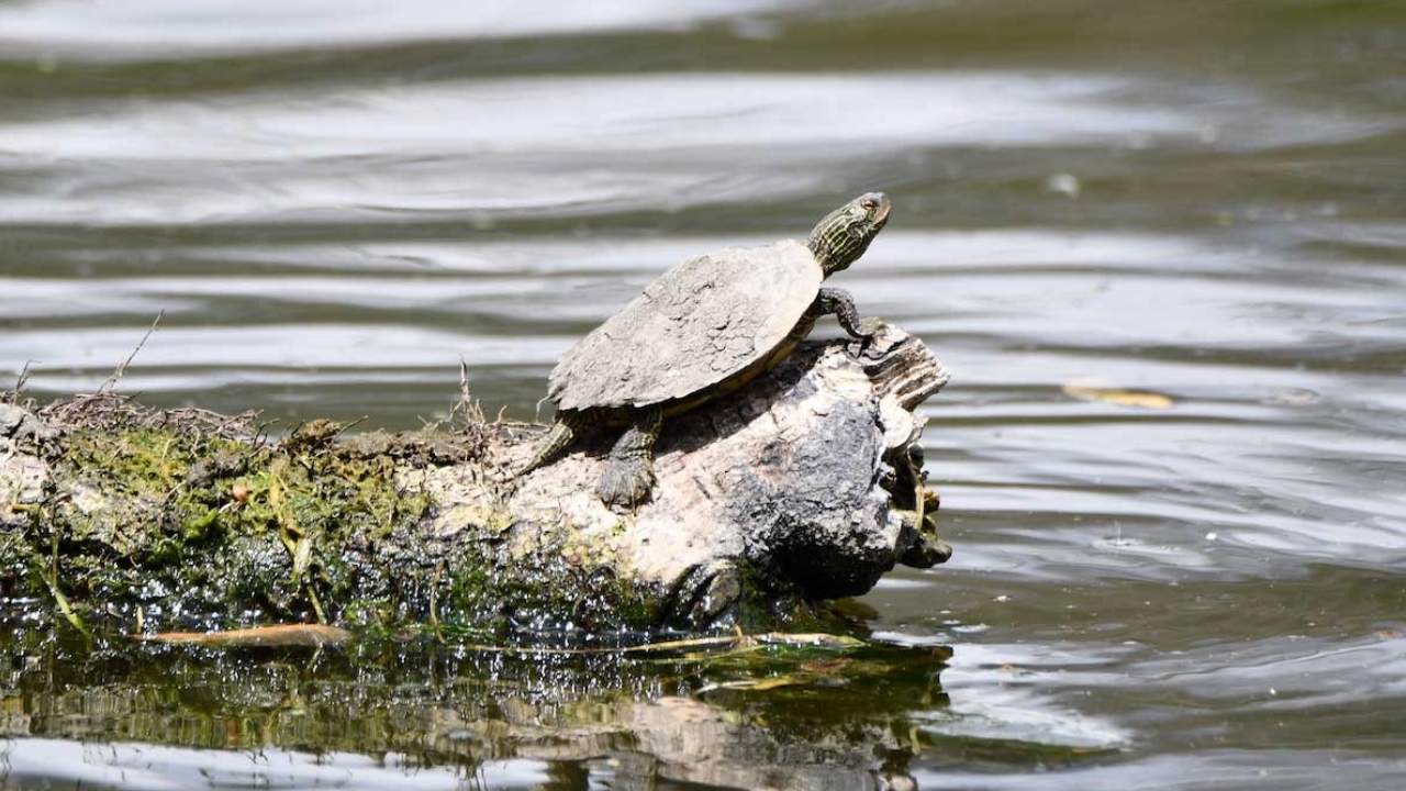 turtle on log