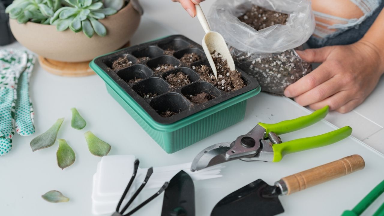 Person propagating by scooping dirt into small containers