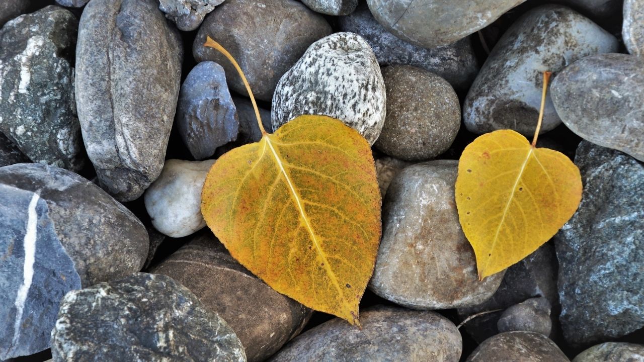 two yellow leaves laying on a bed of rocks