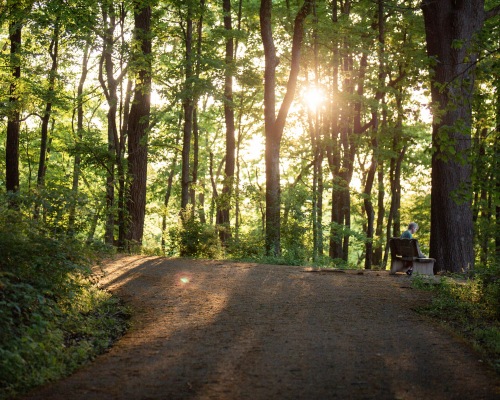 man sitting on bench next to paved trail in woods