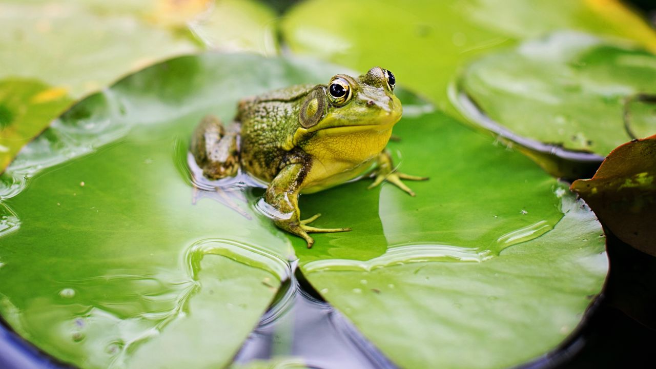 green frog sitting on a lilypad in a pond