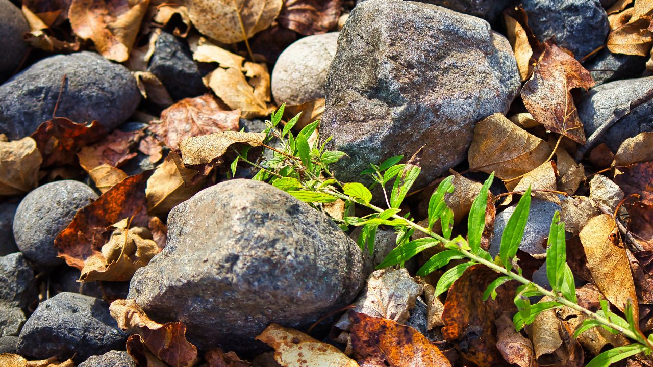 rocks and a plant laying on a pile of brown leaves