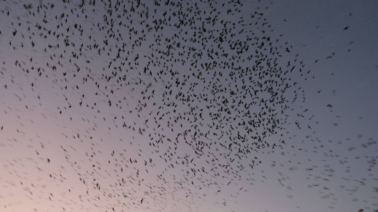 purple martins flying at dusk