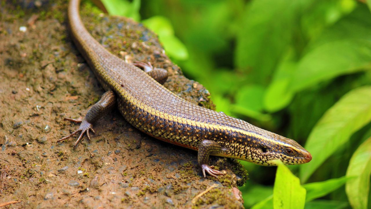 skink sitting on a rock