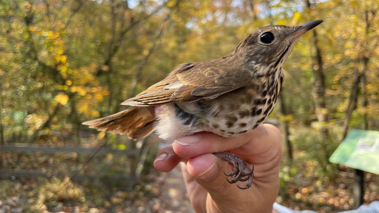 fall bird banding (3)