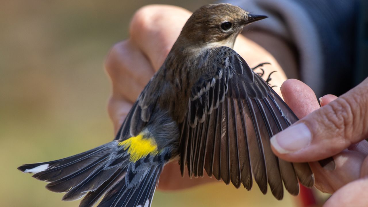 fall bird banding (4)