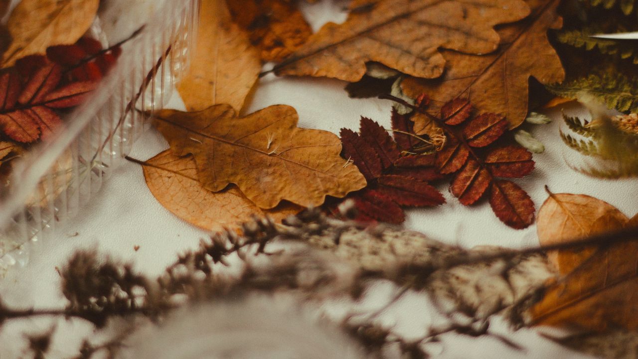 fall leaves and sticks