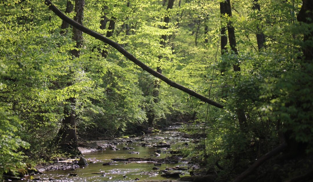 Vaughn’s Creek Restoration in Warner Parks