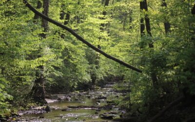 Vaughn’s Creek Restoration in Warner Parks