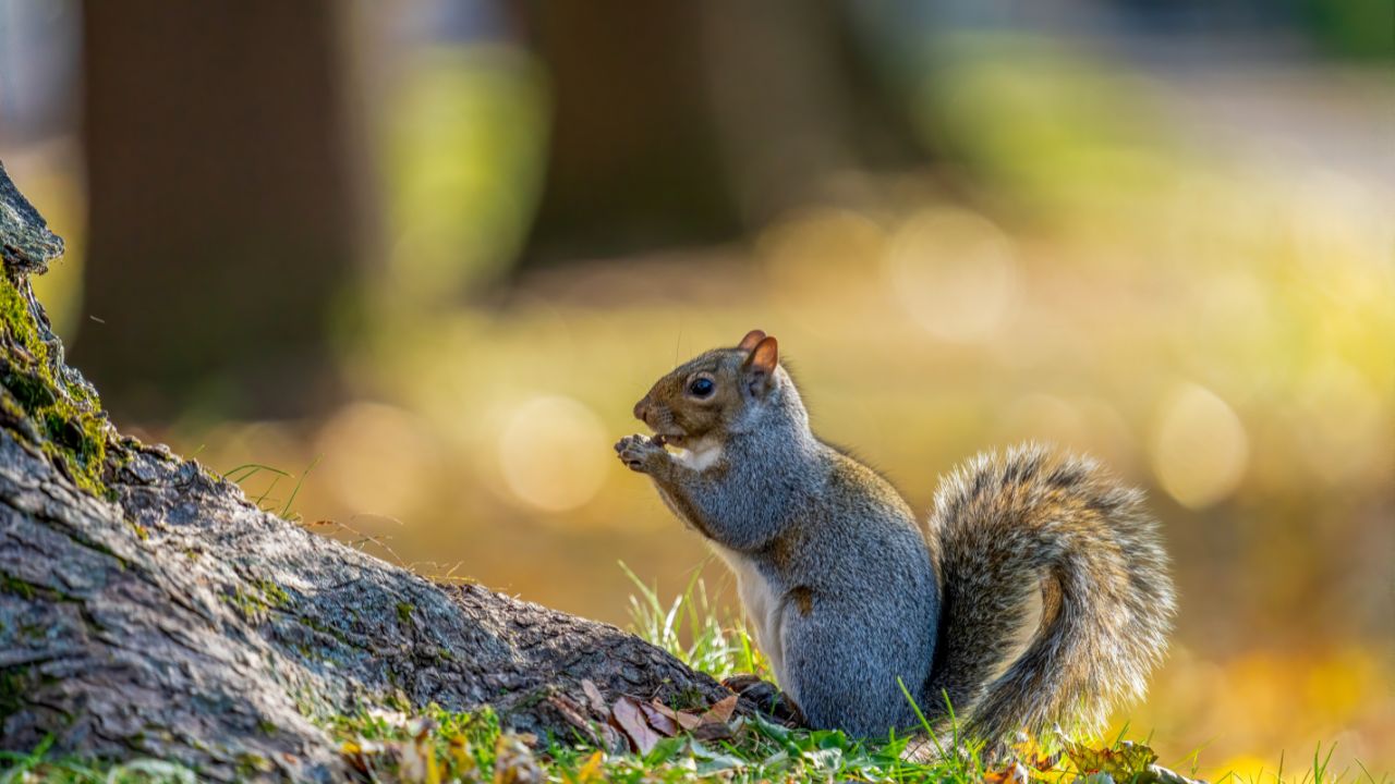 squirrel