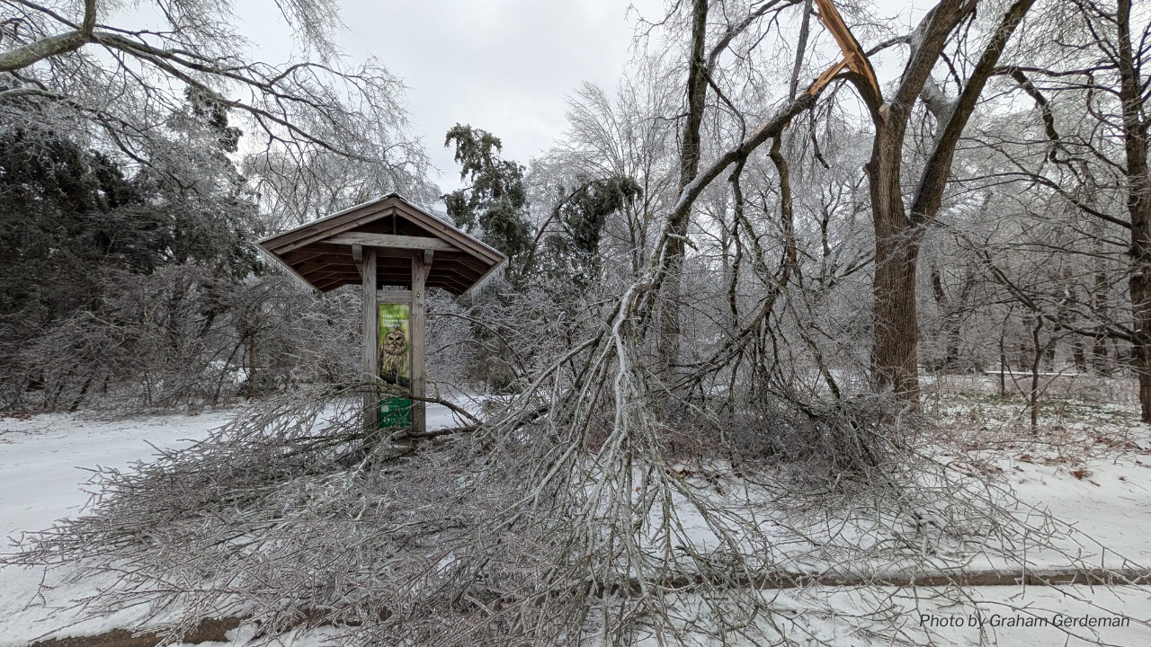 Ice Storm – Graham Gerdeman Broken tree branch in snow