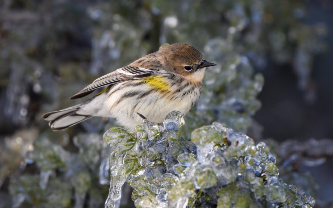 How Do Birds Manage Harsh Winter Weather?