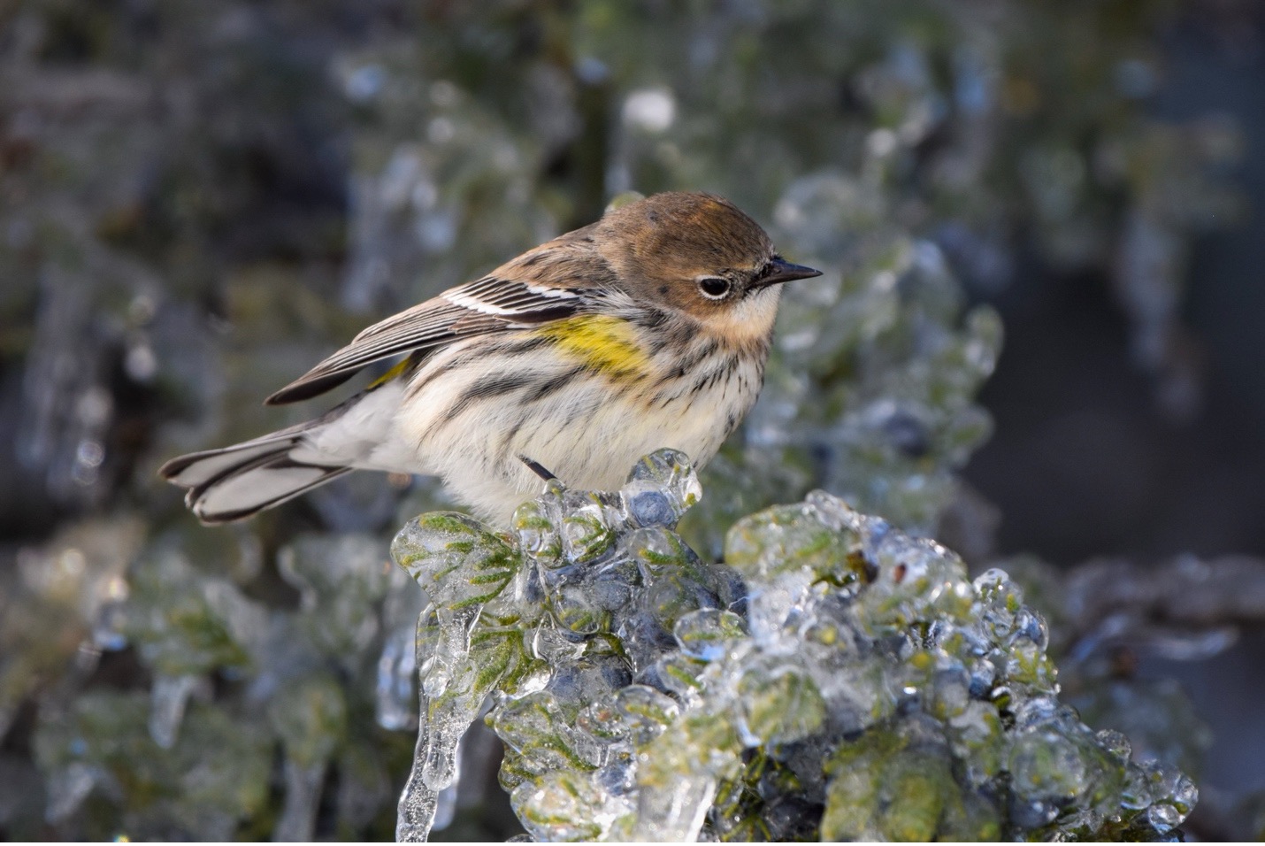 Myrtle Warbler