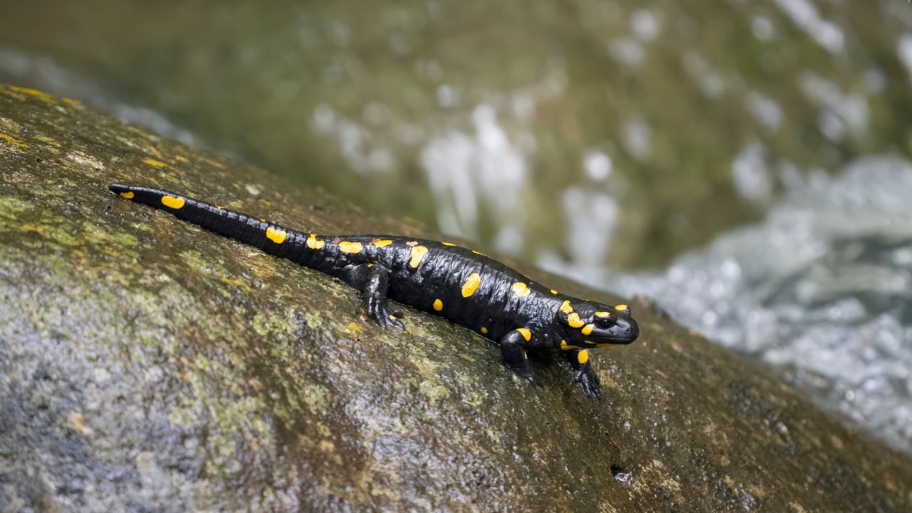 spotted salamander sitting on rock