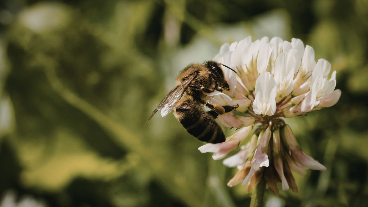 bee on white flower