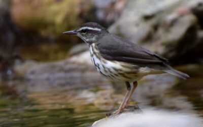 Timing of Spring Migration