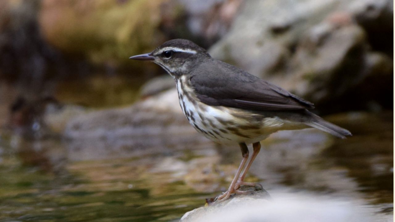 Louisiana Waterthrush