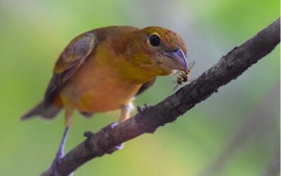 Behind Every Bird Is an Insect