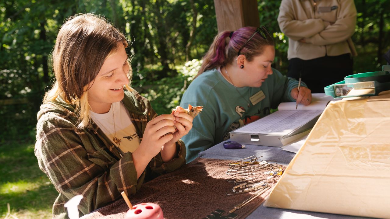 Bird Banding