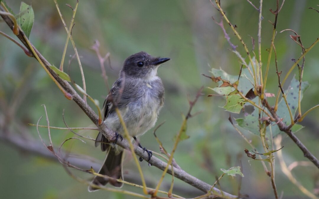 The Do’s and Don’ts of Helping Baby Birds