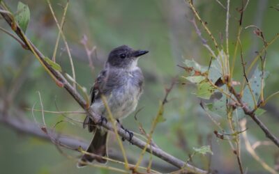 The Do’s and Don’ts of Helping Baby Birds