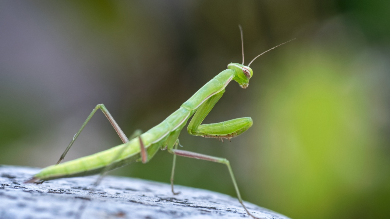 praying mantis on a rock