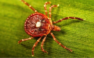 Tips and Tricks for Ticks