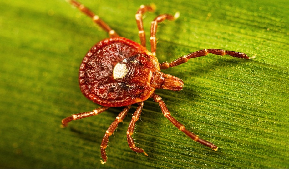 Lone Star Tick photo from the Centers for Disease Control.
