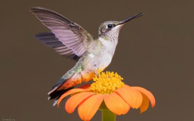 Summer Through a Hummingbird’s Eyes
