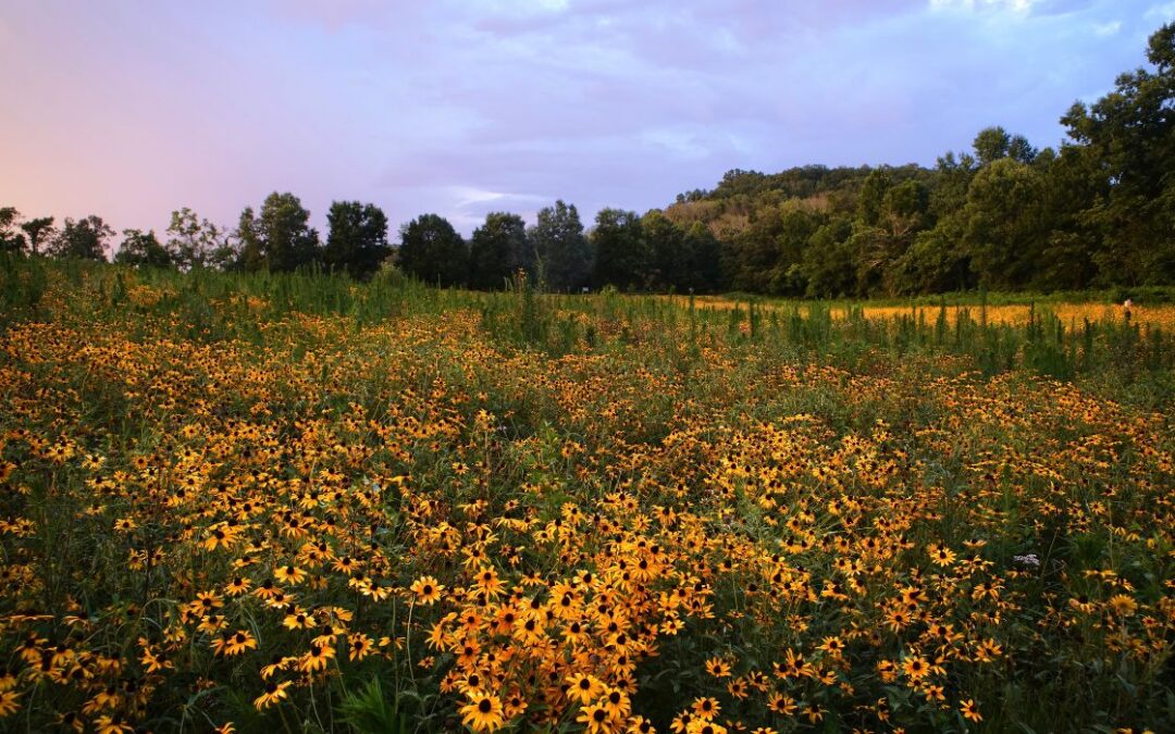 Come See Clare’s Meadow